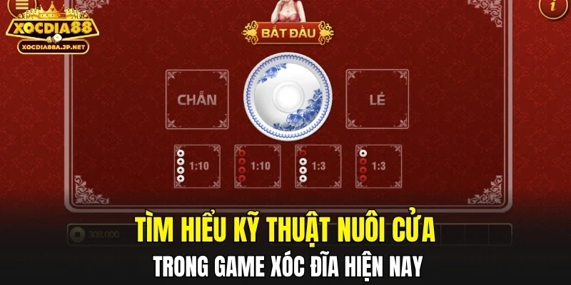 Tìm hiểu kỹ thuật nuôi cửa trong game xóc đĩa hiện nay